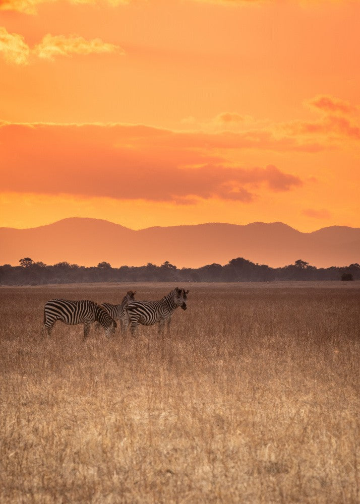 Ein feuriger Sonnenuntergang ..Zambezi