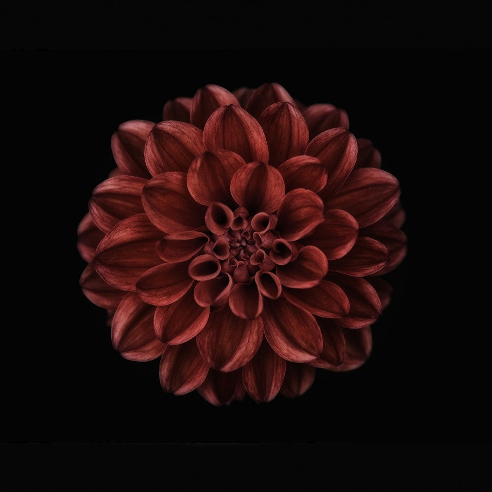 Dahlia
