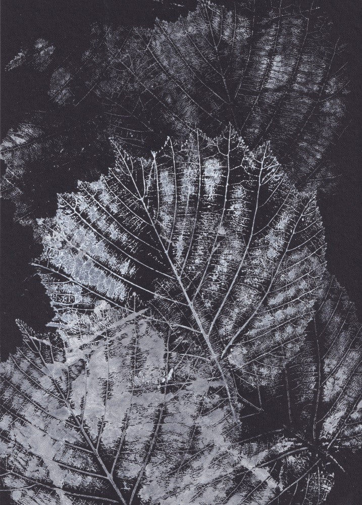 Black and White Nature Fractals