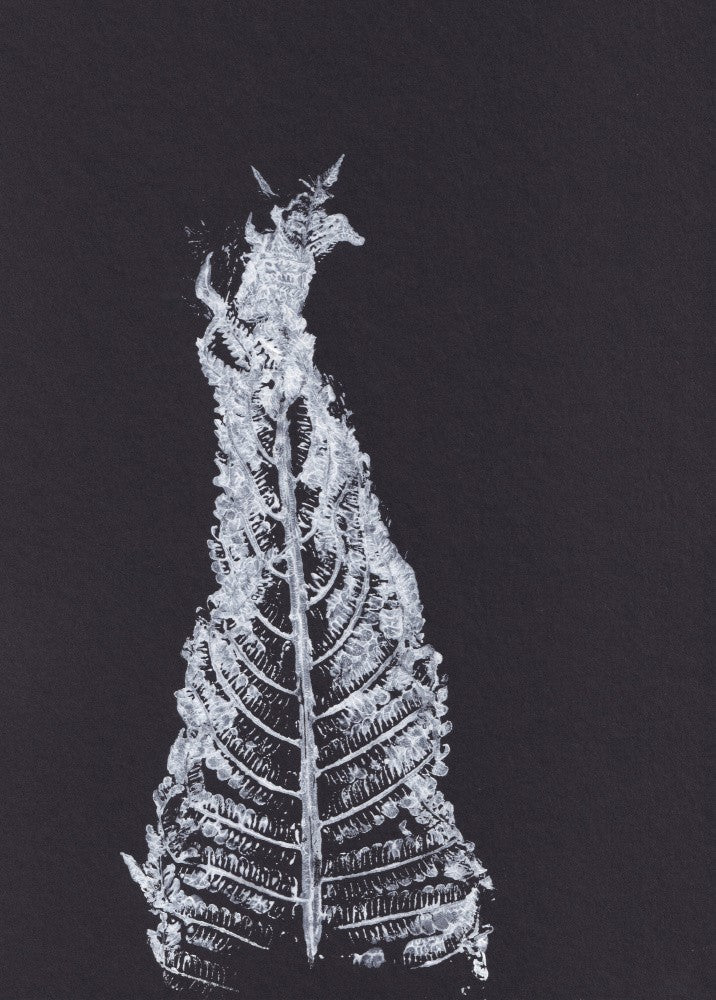 Black and White Fern