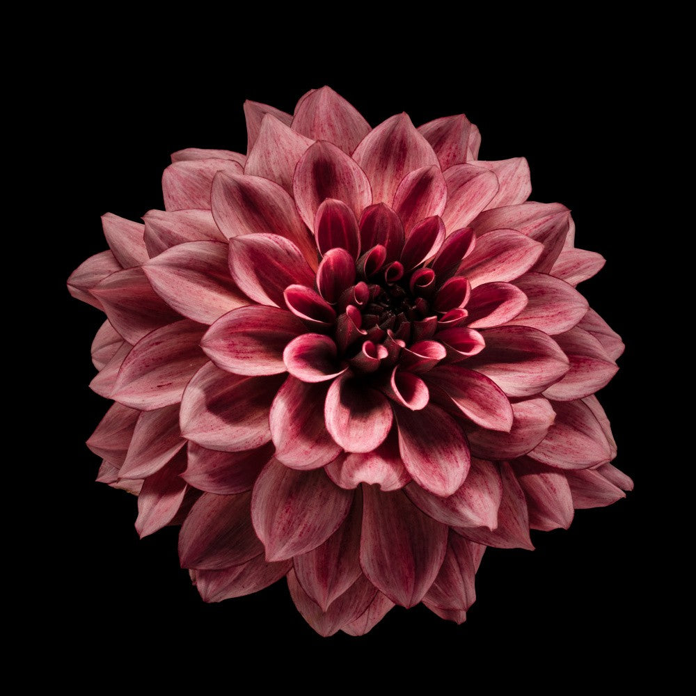 A red dahlia
