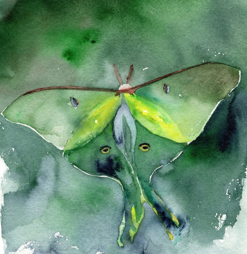 Luna Moth