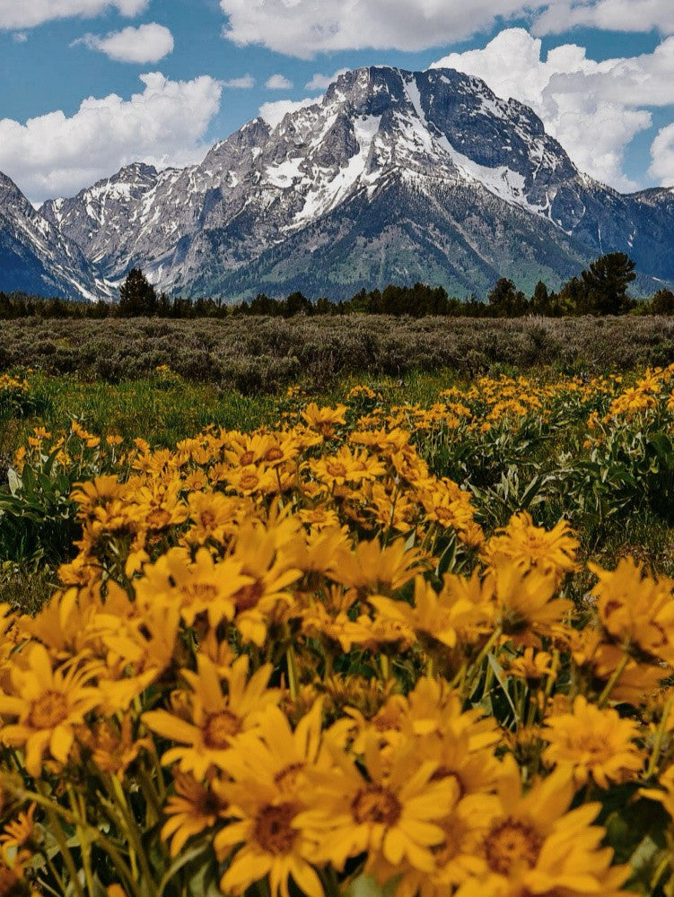 C'est la faute des Tetons