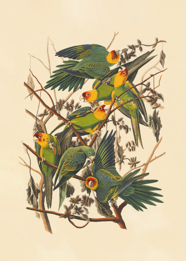 Carolina Parrot