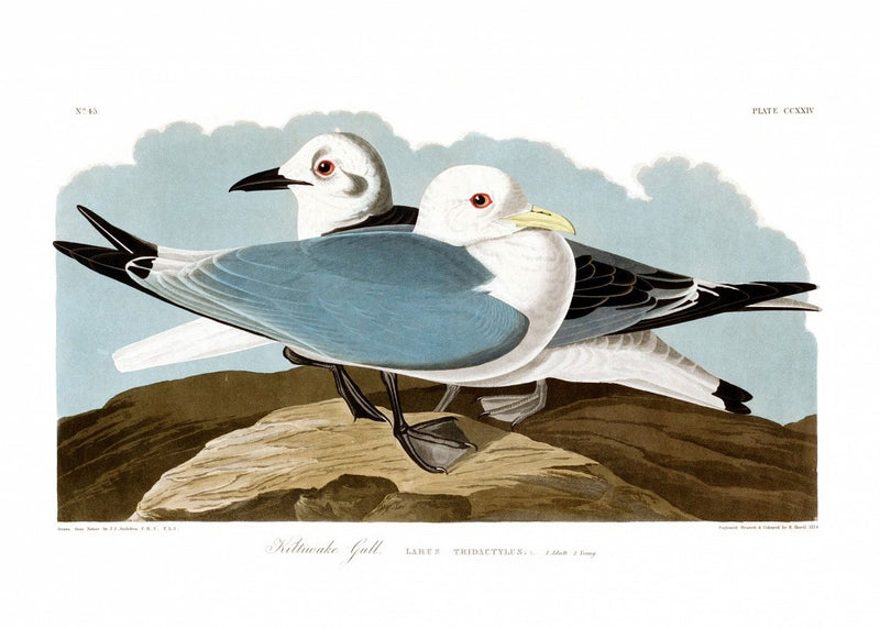 Kittiwake Gull