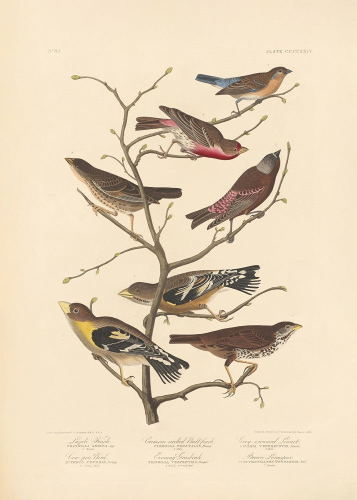 Lazuli Finch