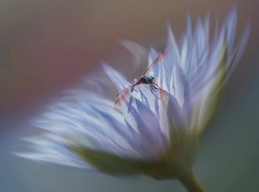 Wo Flügel auf Blüte treffen