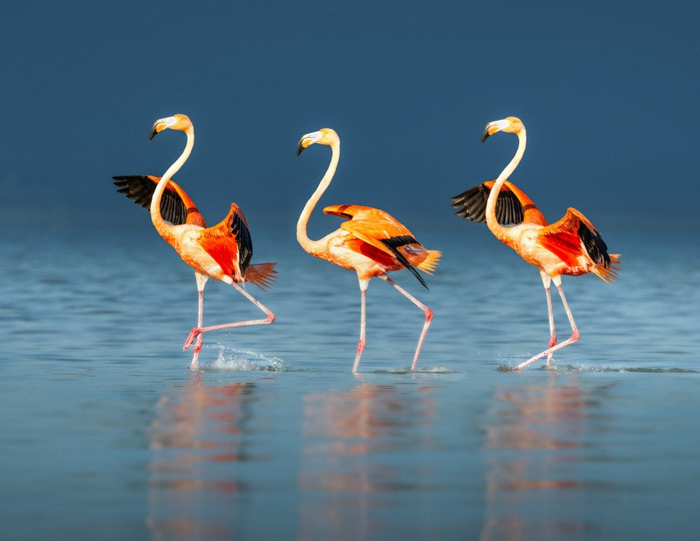 Flamingos