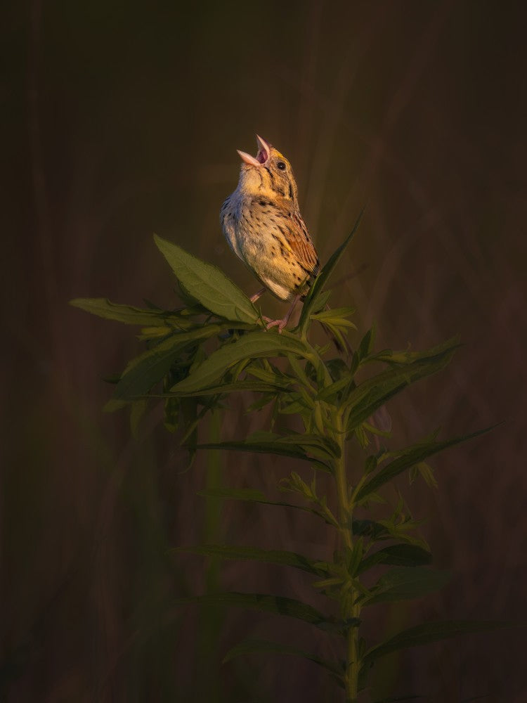 Sunlit Song of the Henslow
