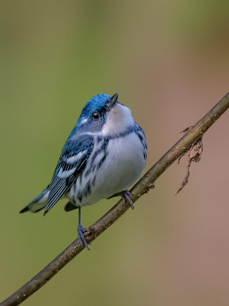 Cerulean Warbler
