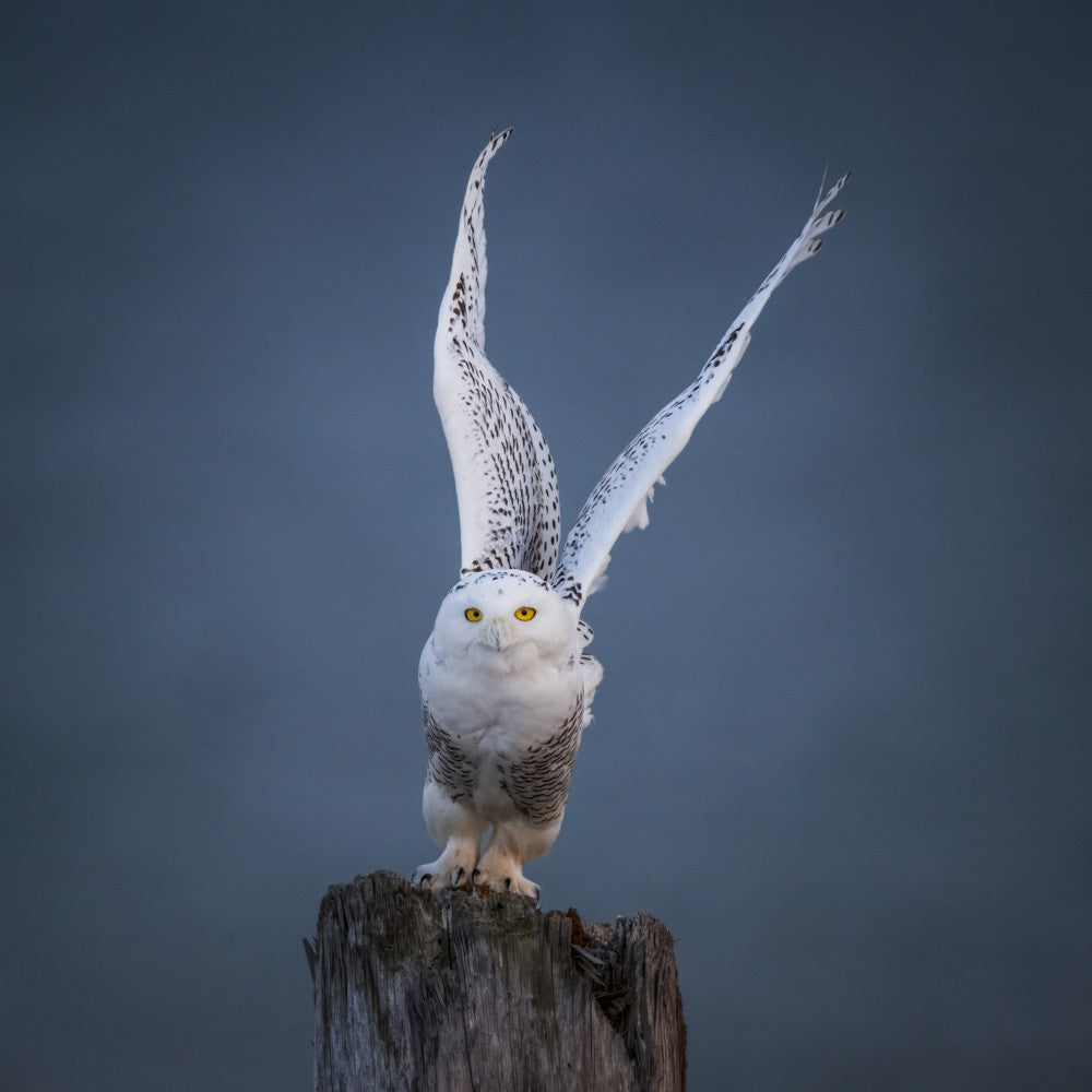 Snowy Owl
