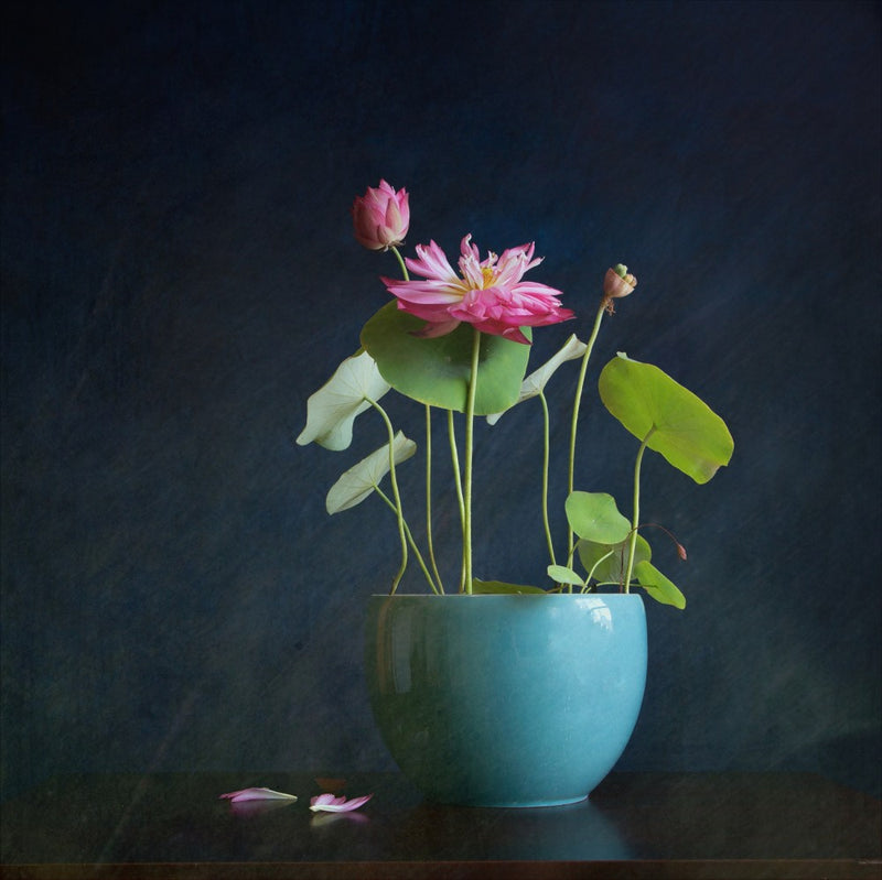 Quiet Bloom