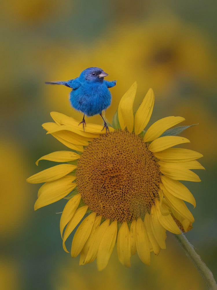 Dancing on the flower