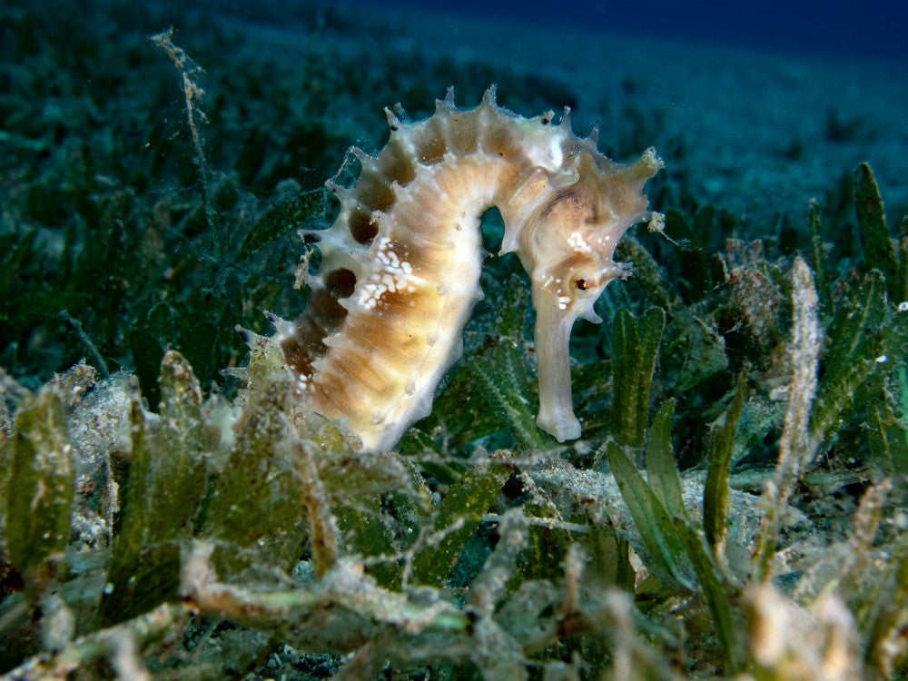 Sea Horse