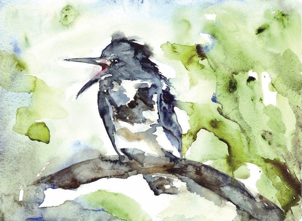 Belted Kingfisher