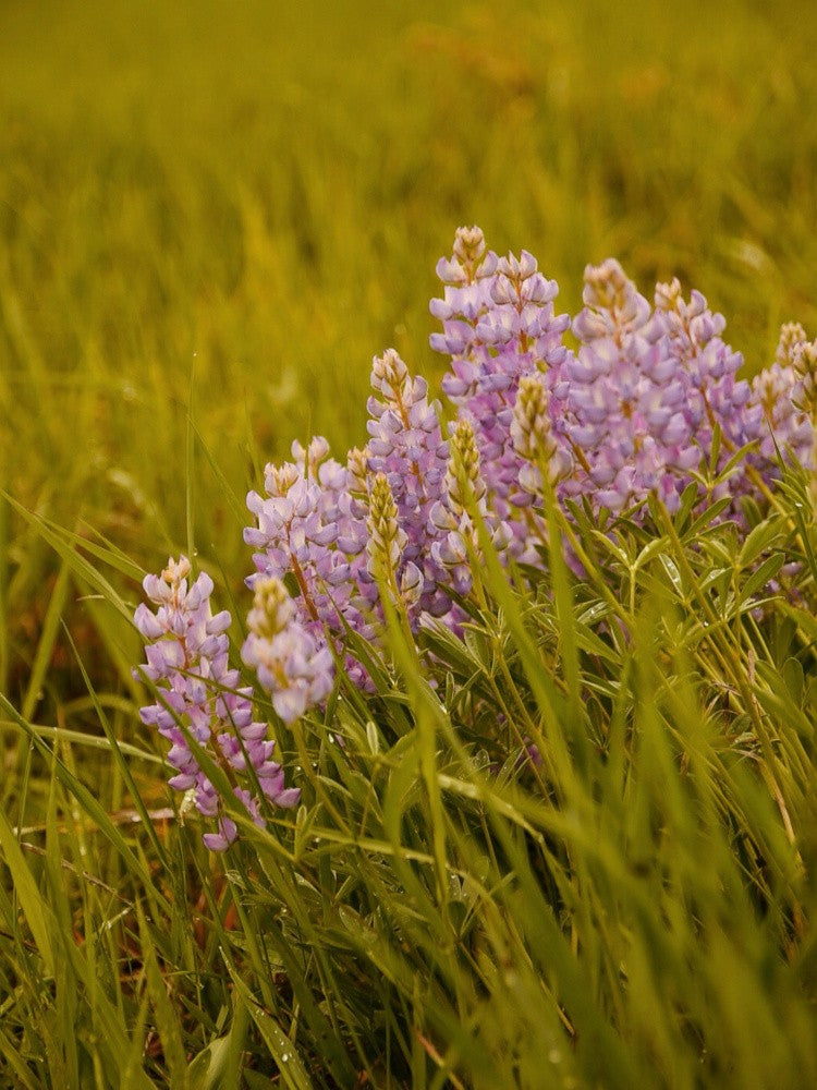 Wyoming Lupine