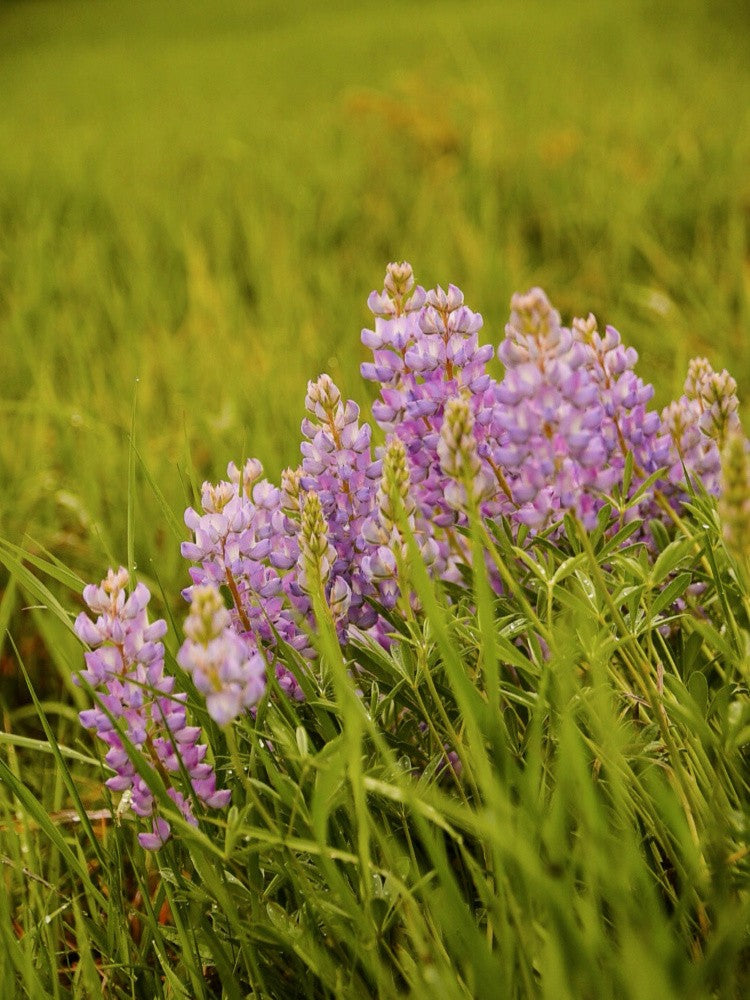 Wyoming Lupine II