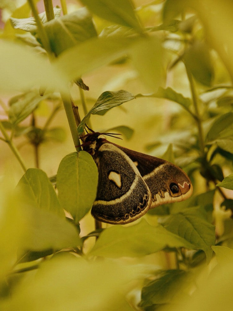 Wyoming Moth