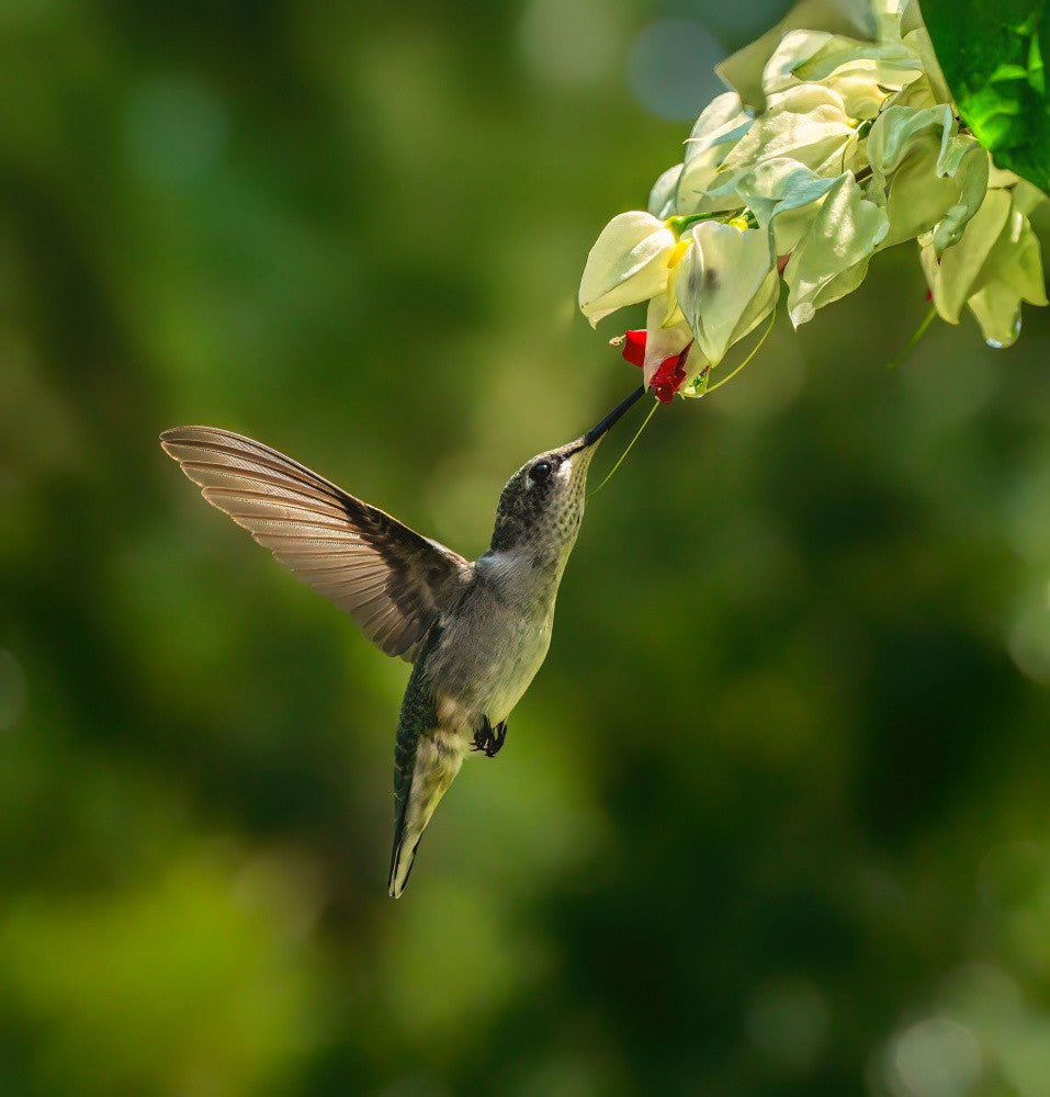 Hummingbird
