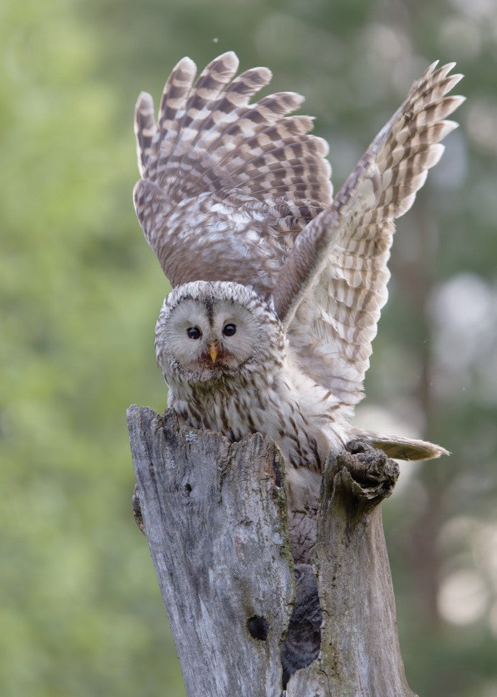 owl