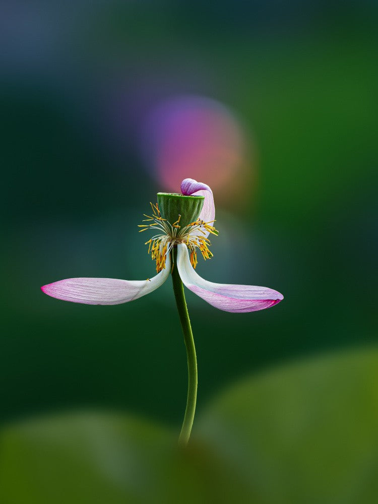 Der bleibende Charme des verwelkten Lotus