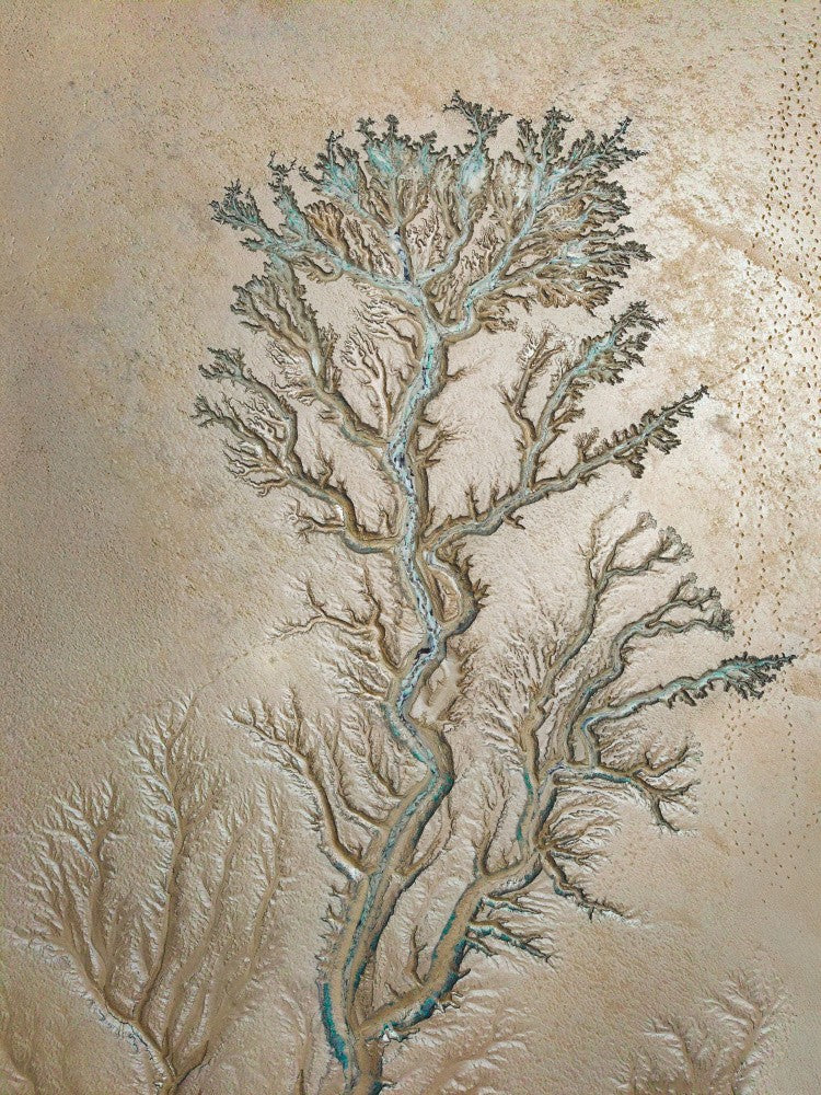 The Tree Drawn by the Tide
