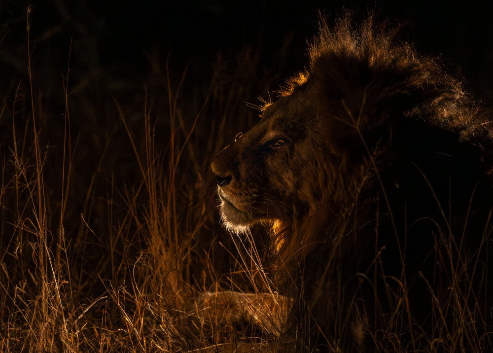 Ghost and the darkness…