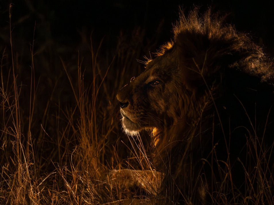 Ghost and the darkness…