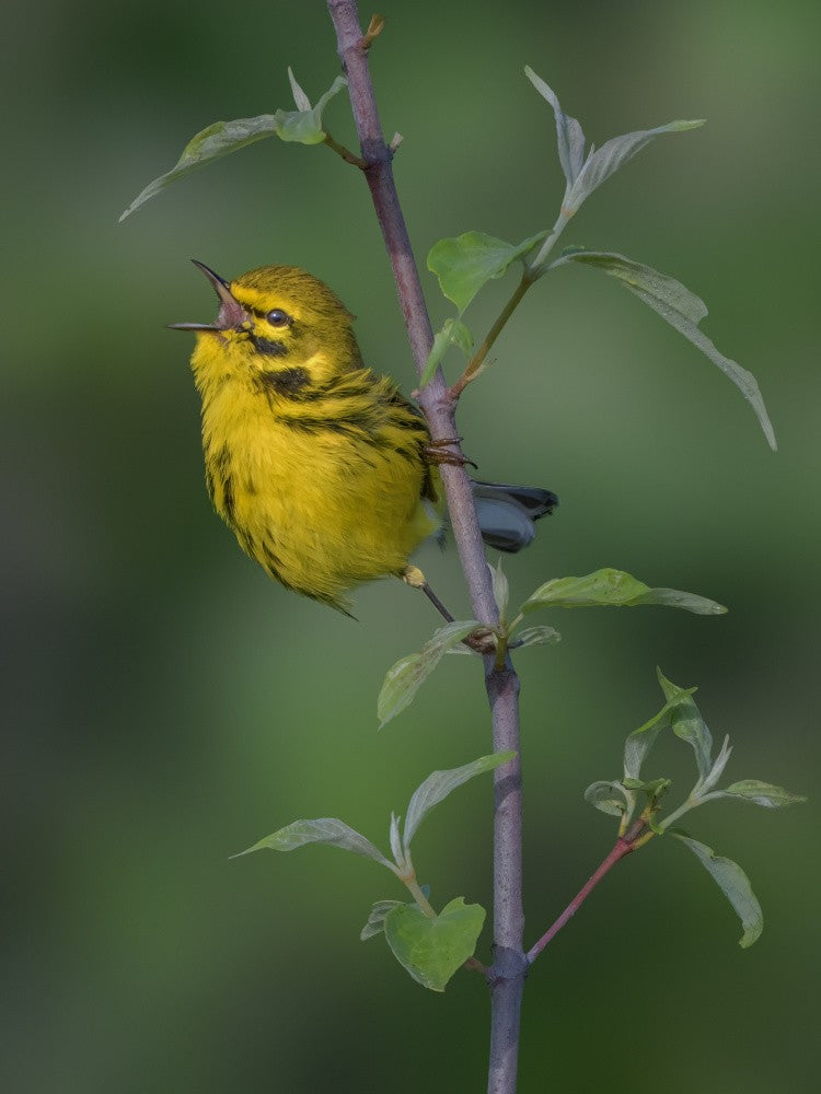 Prairie Warbler