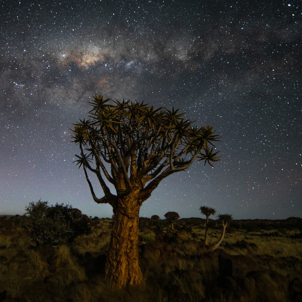 纳米比亚箭袋树