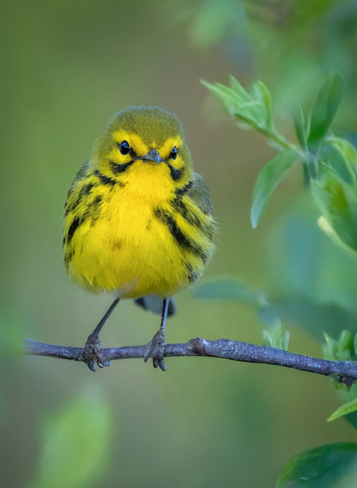 Golden Stare( Prairie Warbler)