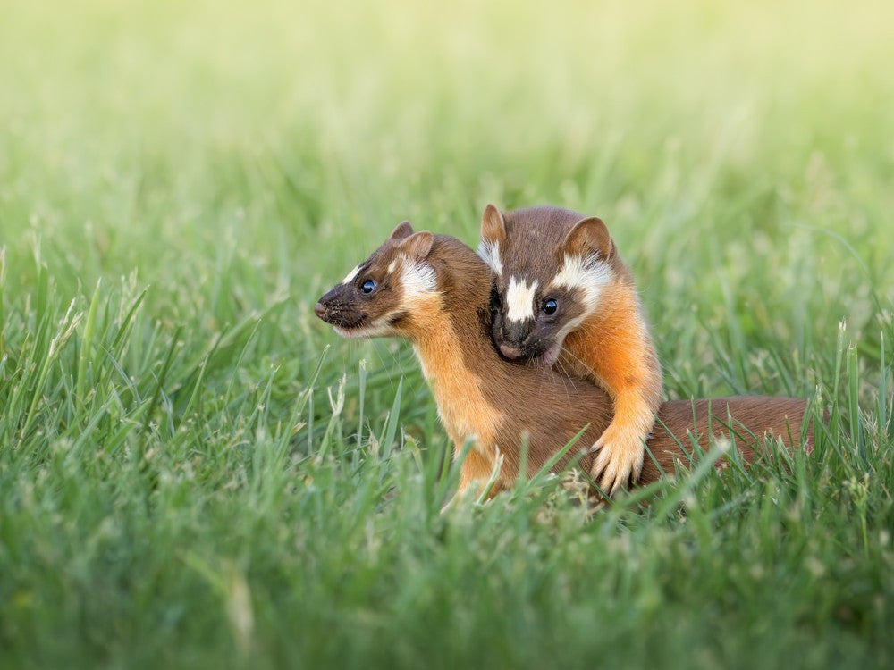Buddies