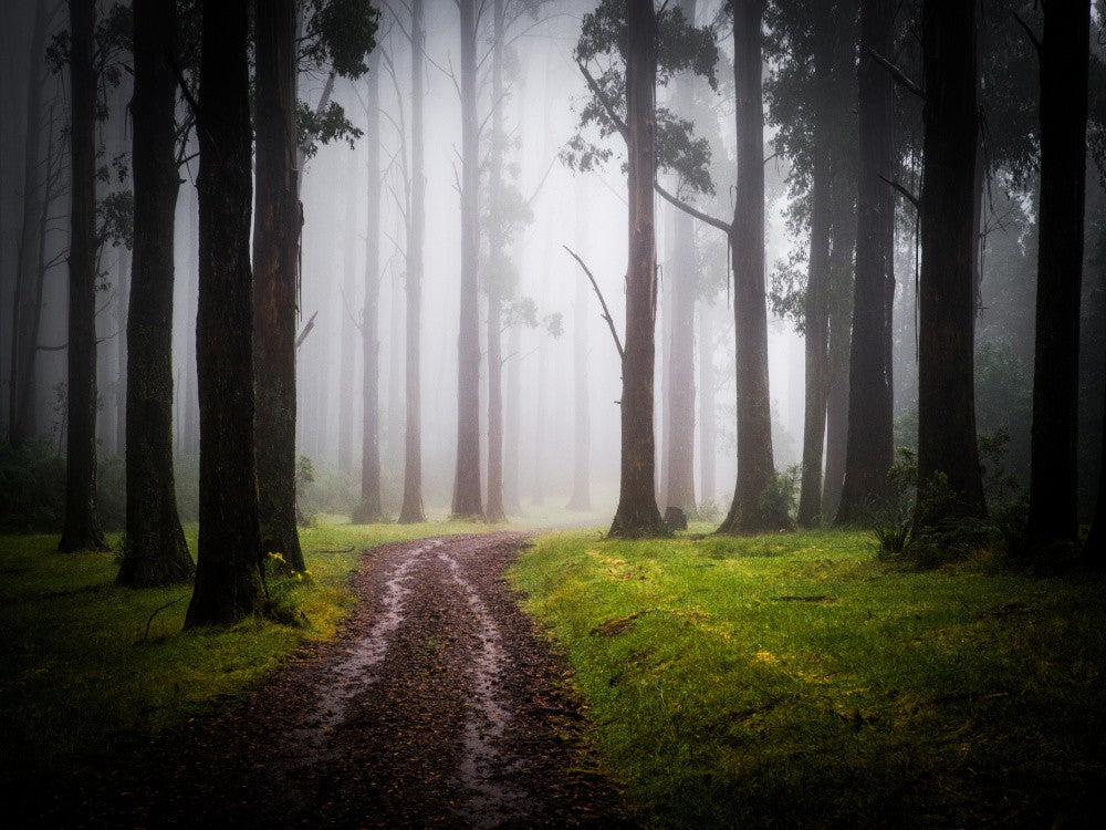 Forest Mist