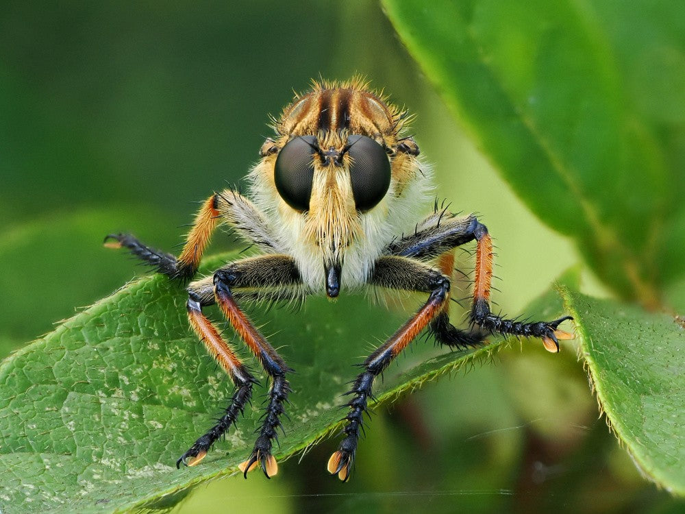 Front face