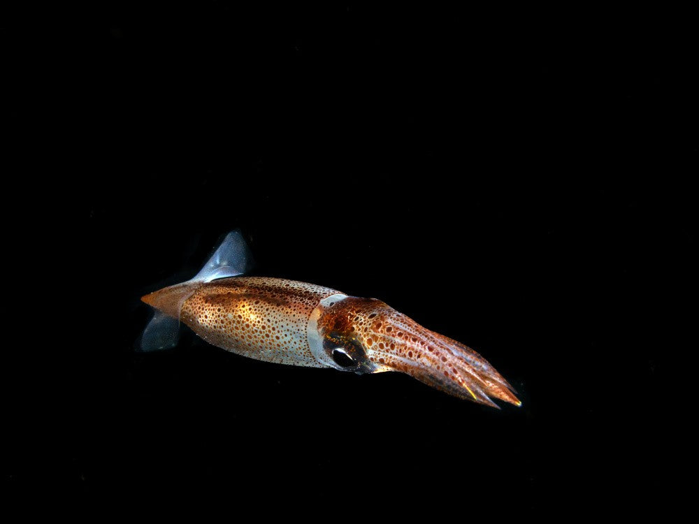 Squid