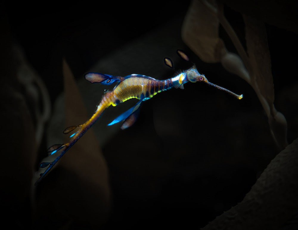 Slow dancer