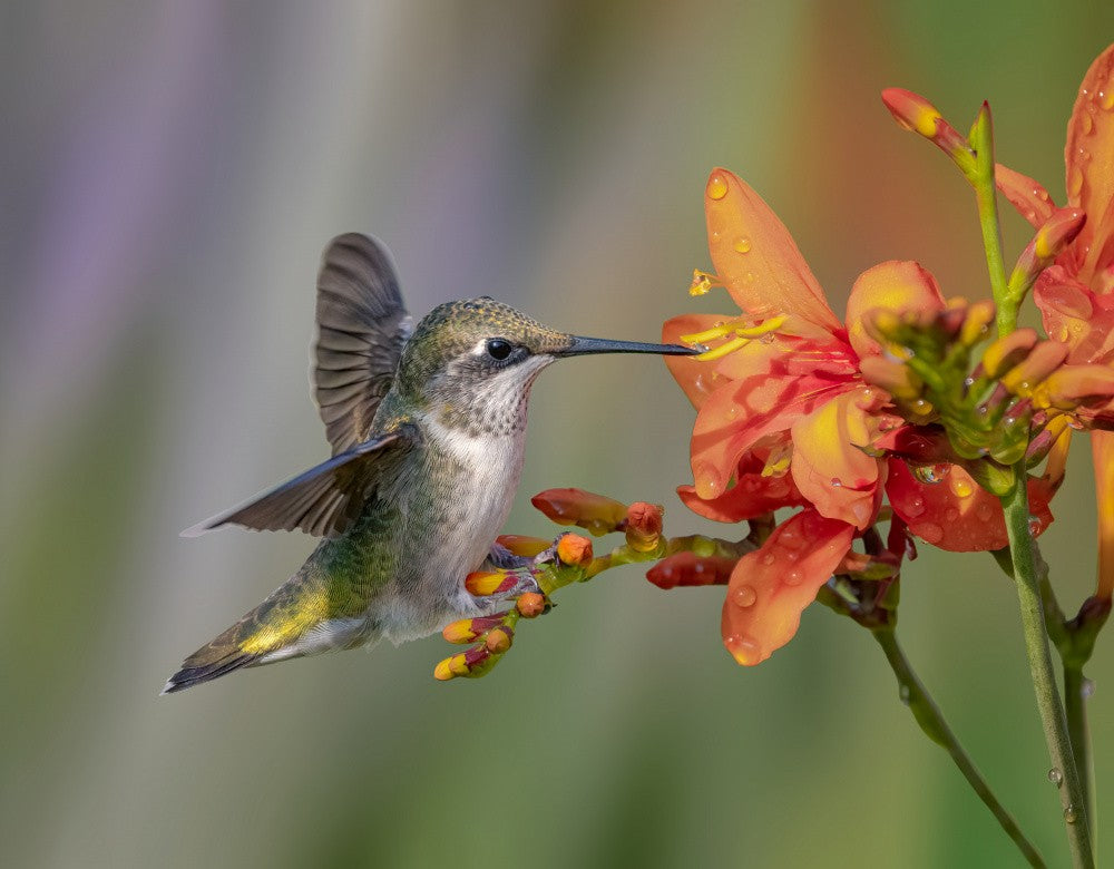 Kolibri