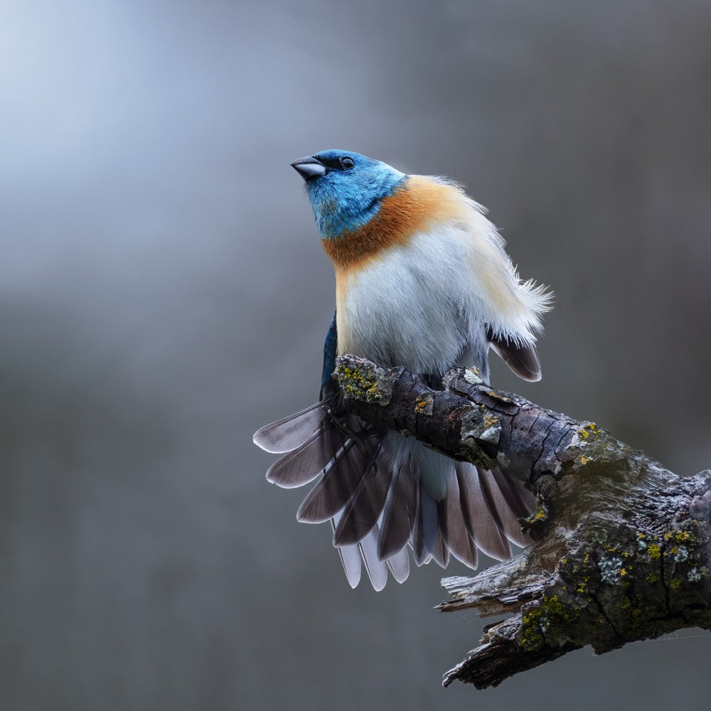 Lazuli bunting