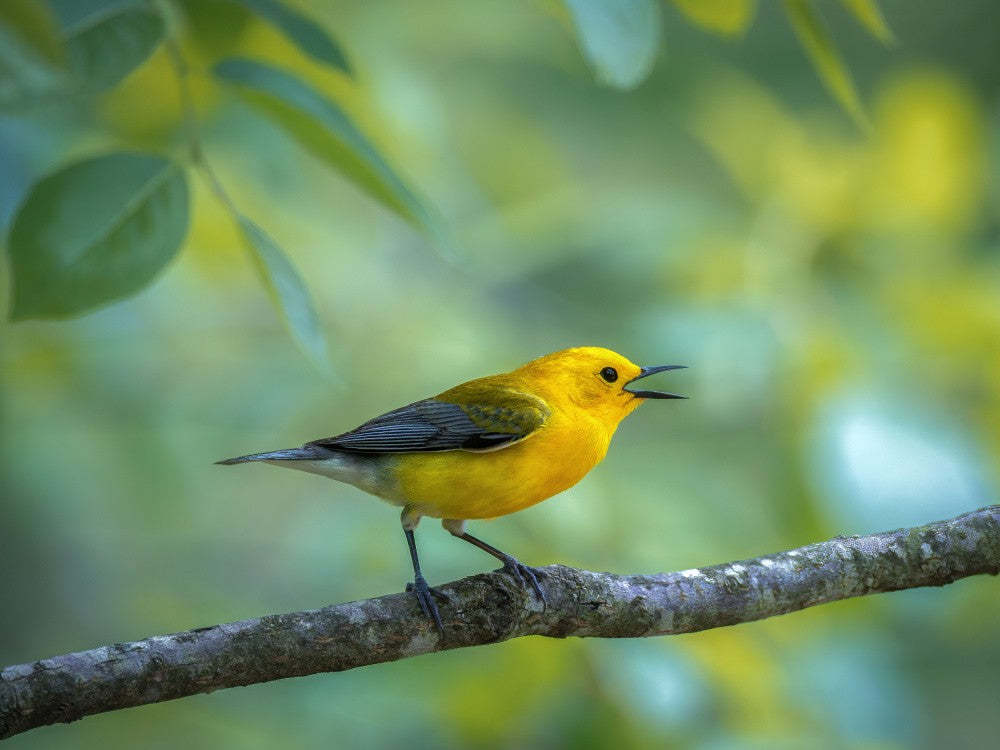 Prothonotary Warbler