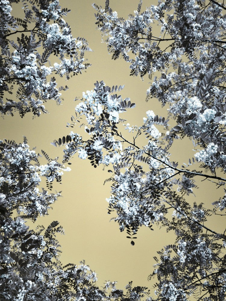 Blossoming 1