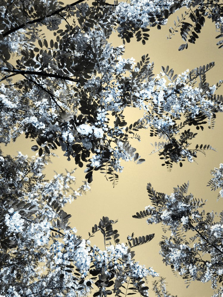 Blossoming 2