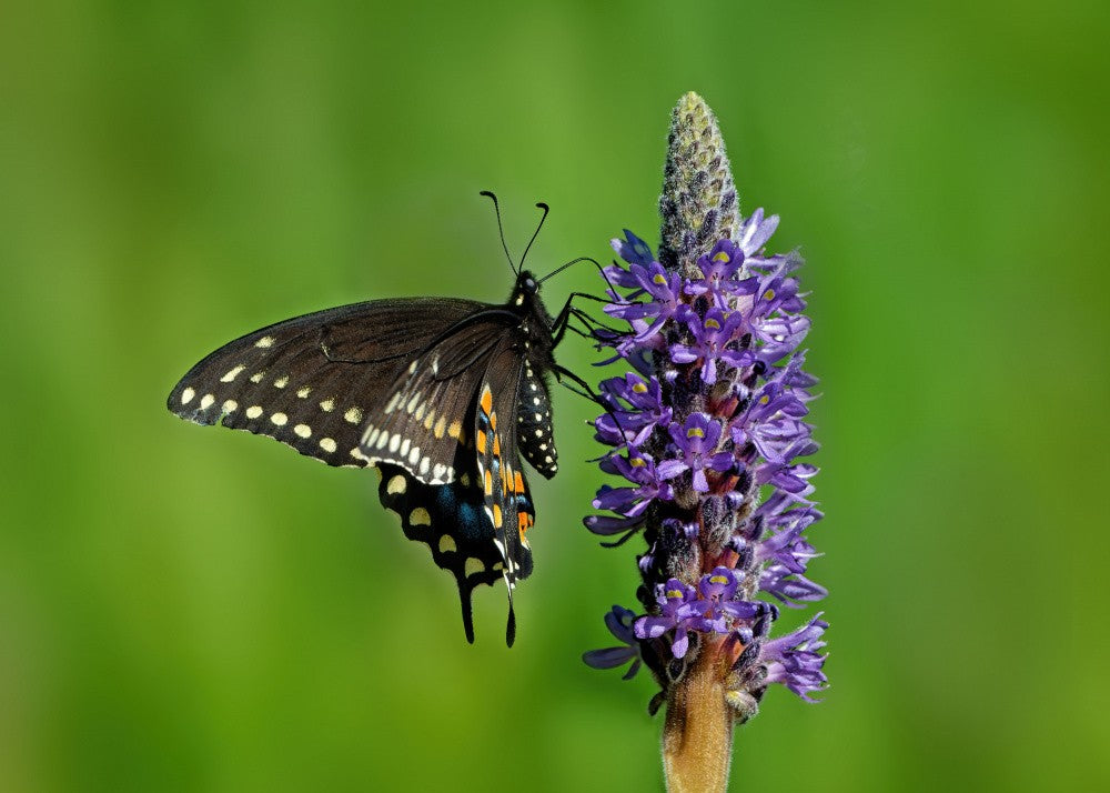 Wings Over the Pickerel Blooms