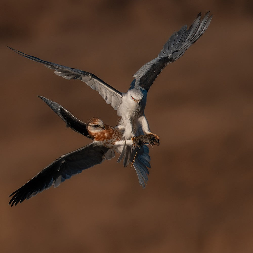 Juvenile White-Tailed Kite Tries to Snatch Dad’s Vole
