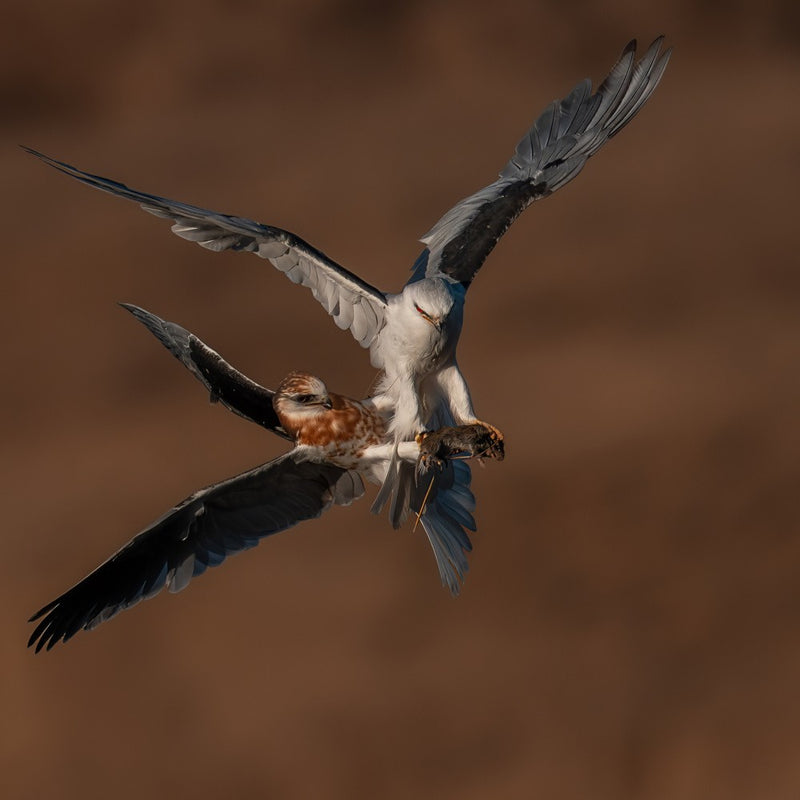 Juvenile White-Tailed Kite Tries to Snatch Dad’s Vole
