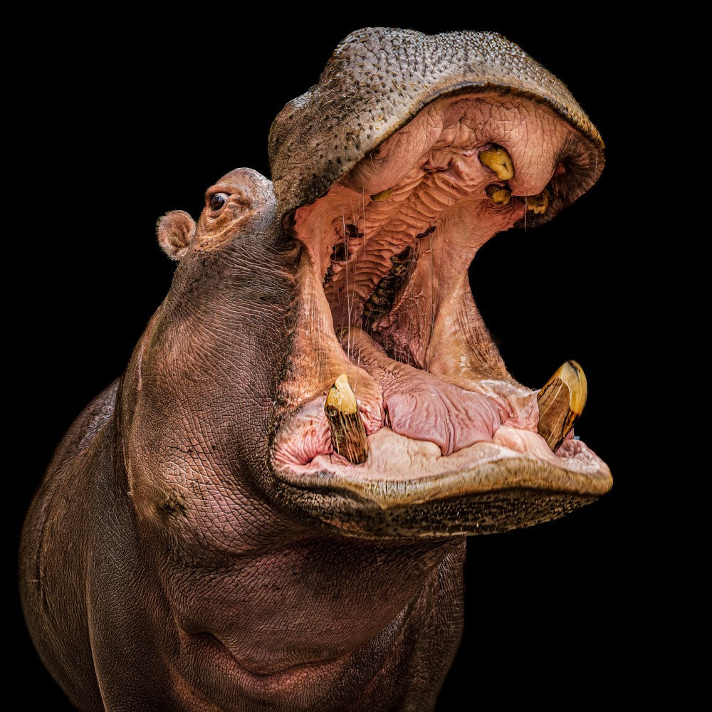hippo Buborék