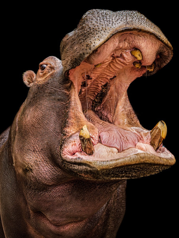 hippo Buborék