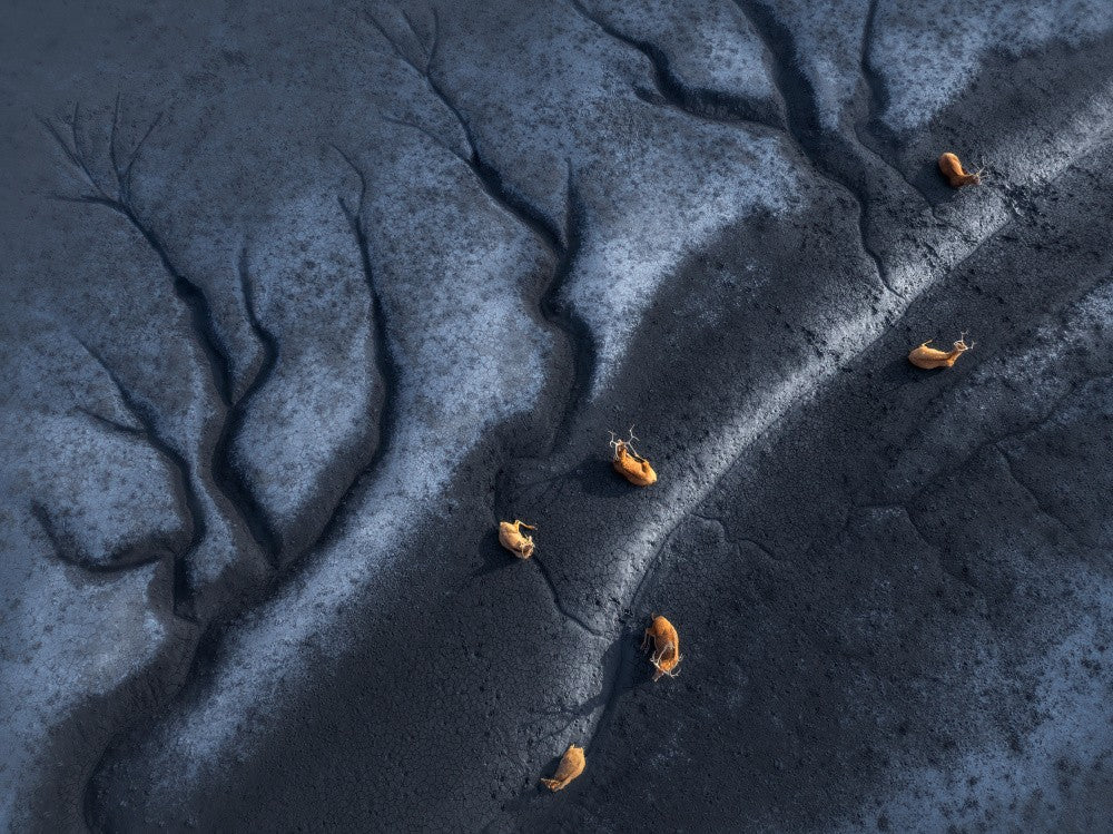 Wetland Tides and Elk