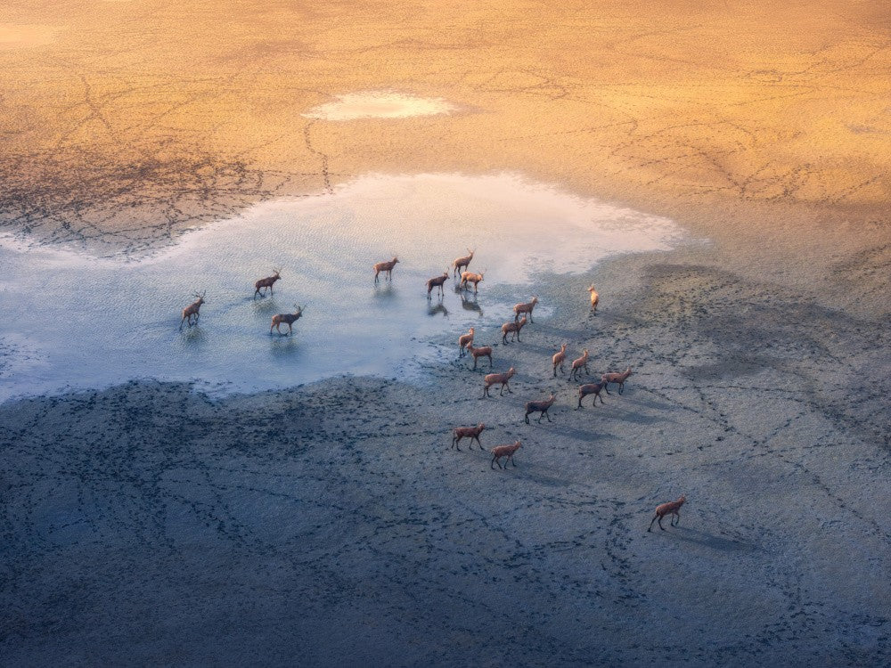 Elk cross the wetlands