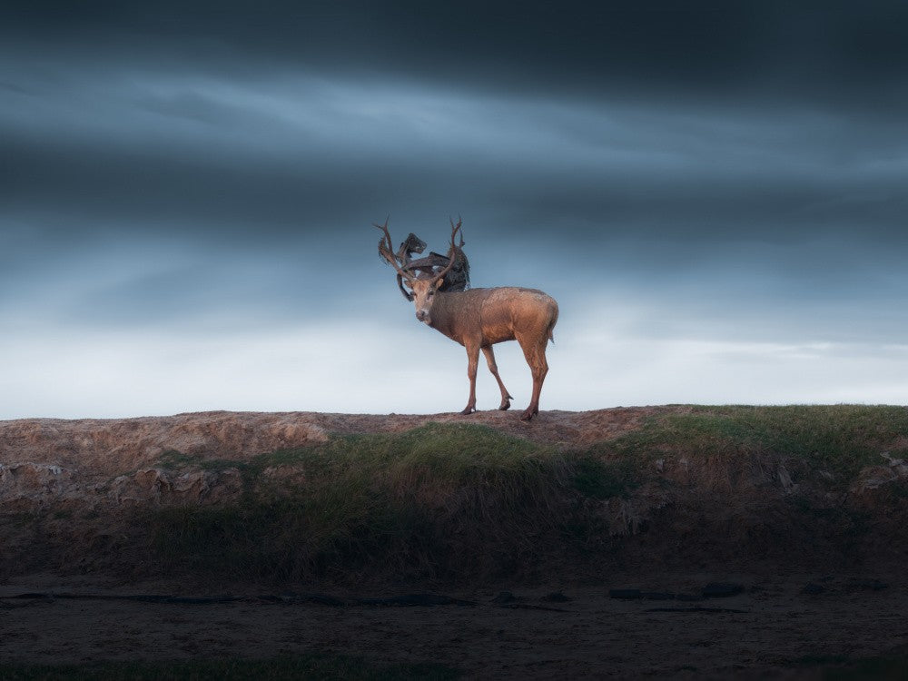 A male elk covered in decorations