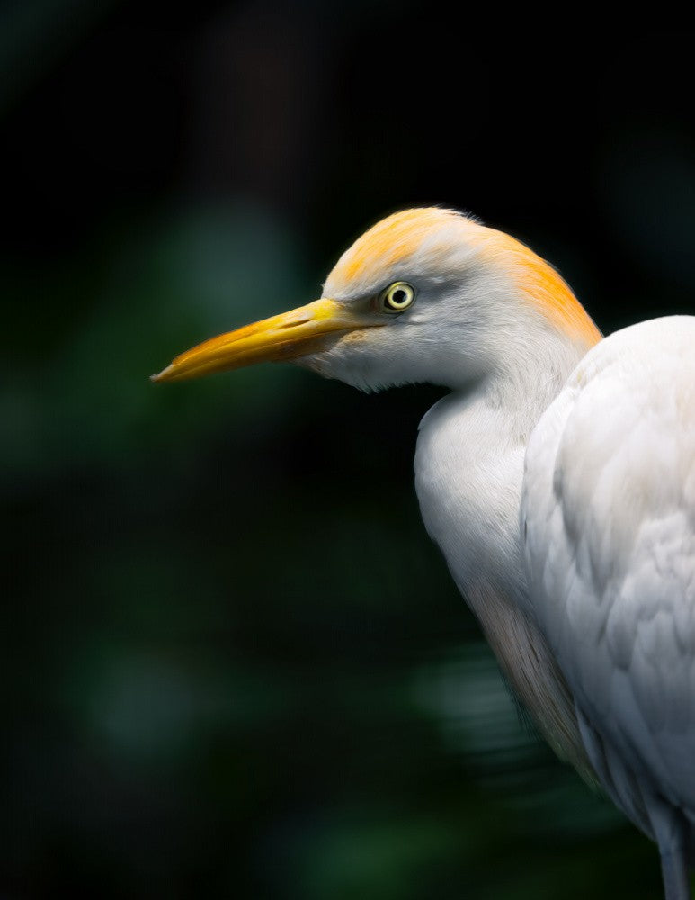 Cattle Egret